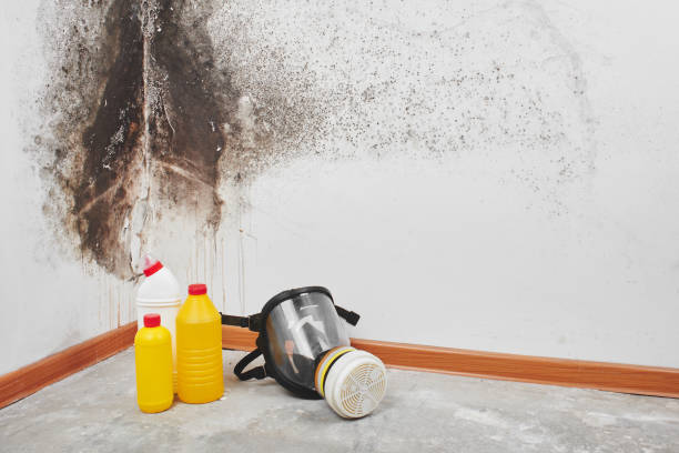 Best Black Mold Removal  in Rancho Alegre, TX