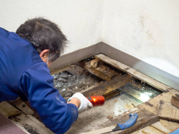 Best Toxic Mold Removal  in Rancho Alegre, TX