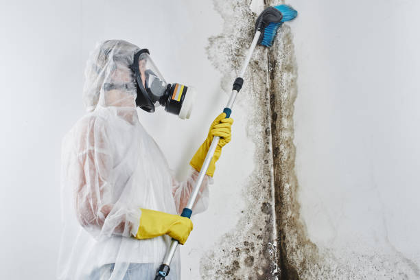 Best Mold Cleaning Services  in Rancho Alegre, TX