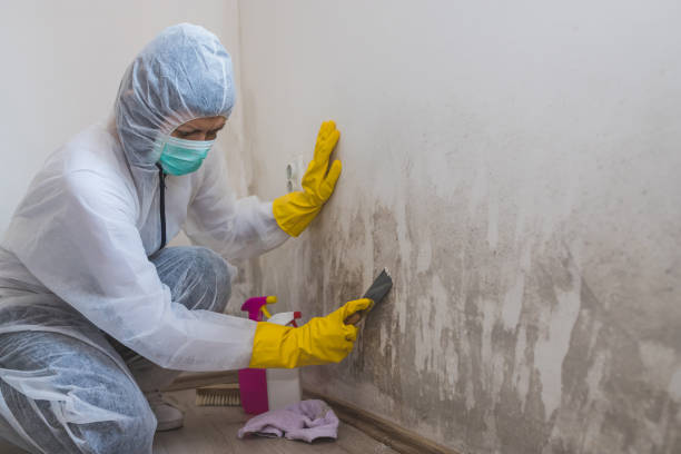 Best Mold Removal Company Near Me  in Rancho Alegre, TX