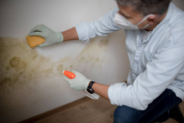 Best Attic Mold Removal  in Rancho Alegre, TX