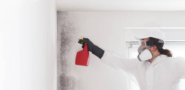Best Commercial Mold Removal  in Rancho Alegre, TX