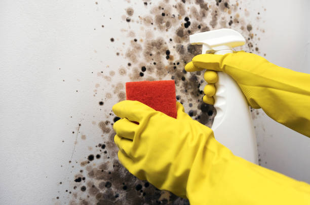 Best Local Mold Removal Service  in Rancho Alegre, TX