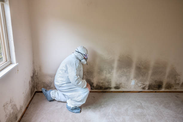 Best Mold Damage Repair  in Rancho Alegre, TX