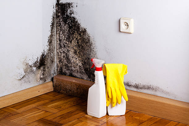 Best Mold Remediation  in Rancho Alegre, TX