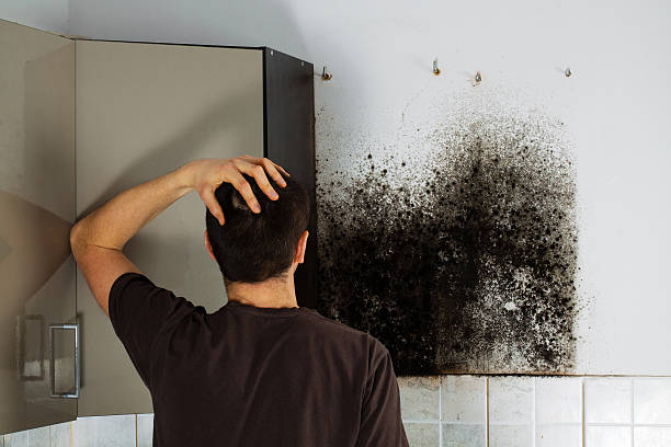 Best Office Mold Removal Services  in Rancho Alegre, TX