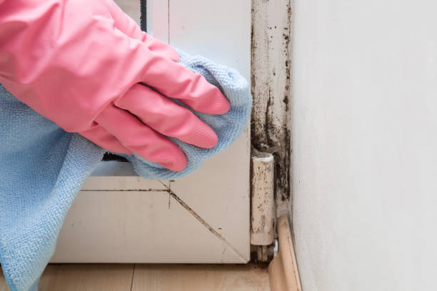 Best Same-Day Mold Removal  in Rancho Alegre, TX