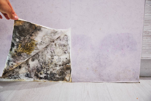 Best Residential Mold Removal  in Rancho Alegre, TX